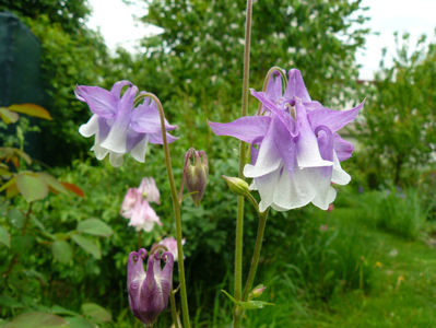 White and Lilac