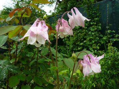 White and Pink