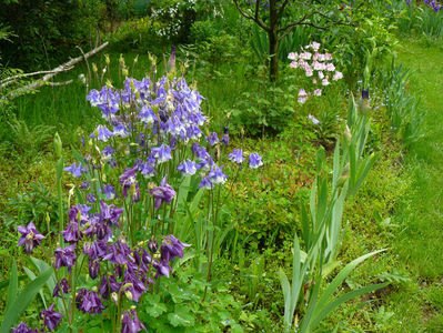 Aquilegii plantate in toamna 2015