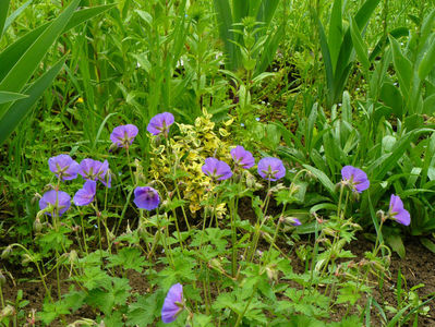 Geranium Hymalaiensys