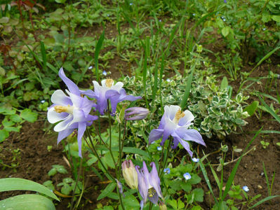 Aquilegia Up Blue and White