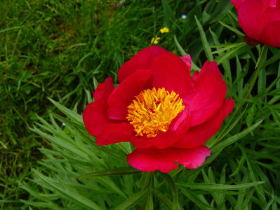 Early Scout peony