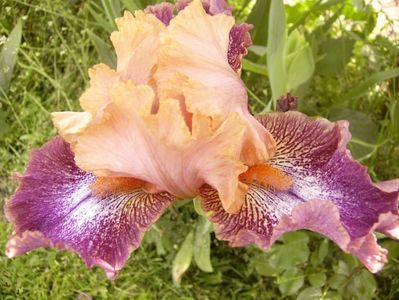 Iris Cyrcus flight