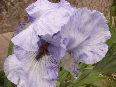 Iris Gnu Blues