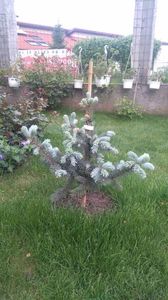 Picea pungens "Hoopsi "; Molid argintiu
