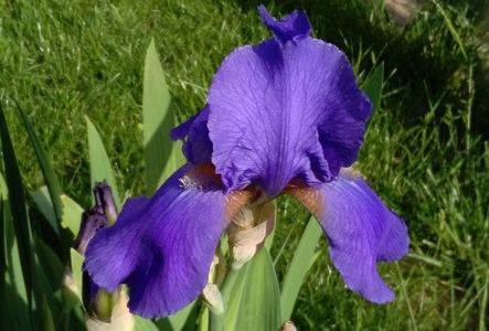 iris primit in locul altuia..plantat 2015