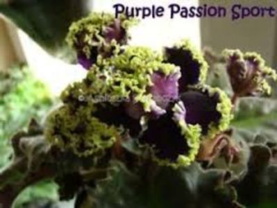 Purple Pasion Sport