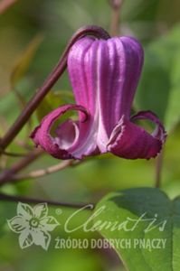 Clematis Princess Red - fragrant
