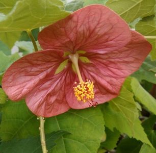 Abutilon pitic; Flori foarte mari
