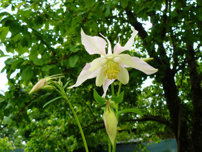 Aquilegia Swan Lavander; Tibi 2016
