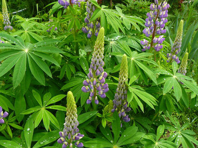 Lupin Lavand and White  2015