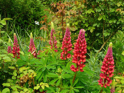 Lupin Lidl 2015