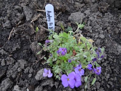 aubretia Audrey Blue