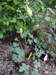 sper ca e Yellow Queen, obtinuta din seminte