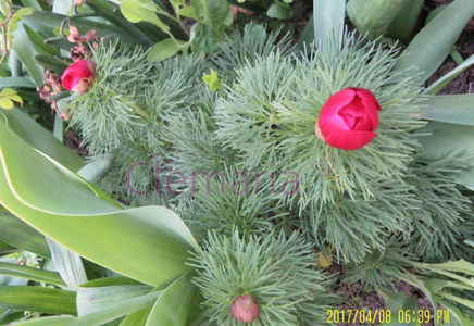 Paeonia teunifolia