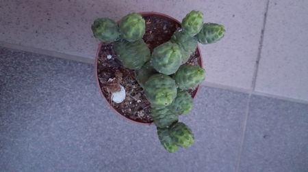 Euphorbia Pseudoglobosa