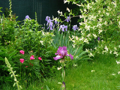 Wonderful world iris