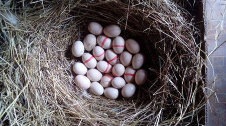 Closca 7 cloceste 24 de oua de gaina pitica; Ouale de gaina pitica care au dungi rosii sunt oua de gat golas pitic!!
