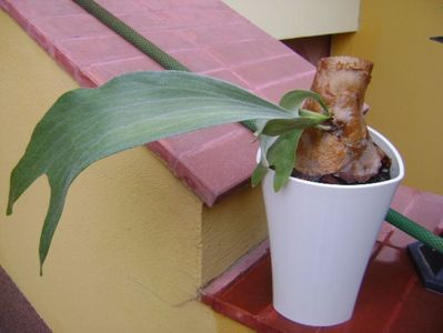 Platycerium bifurcatum (Staghorn fern)