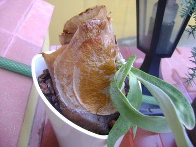 Platycerium bifurcatum (Staghorn fern)