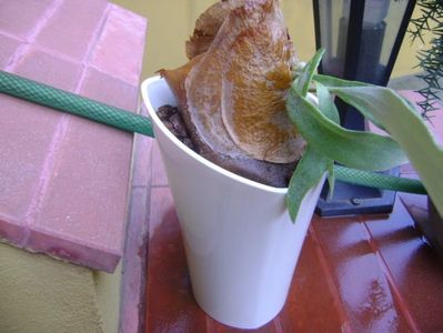 Platycerium bifurcatum (Staghorn fern)