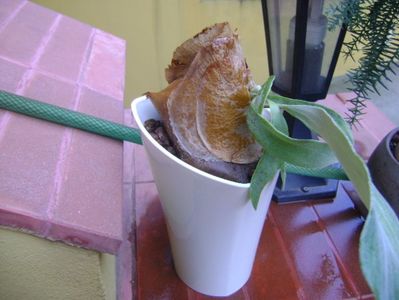 Platycerium bifurcatum (Staghorn fern)