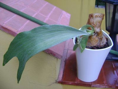 Platycerium bifurcatum (Staghorn fern)