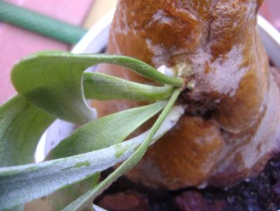 Platycerium bifurcatum (Staghorn fern), detaliu