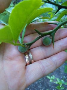 Poncirus trifoliata