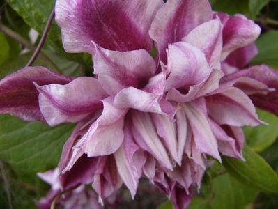 Clematis Veronica Choice,s
