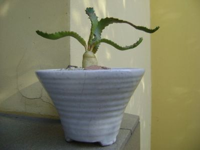 Euphorbia stellata