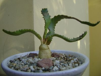 Euphorbia stellata