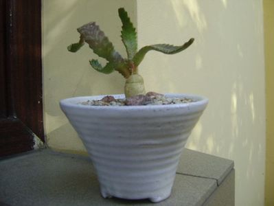 Euphorbia stellata