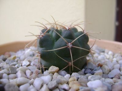 Gymnocalycium tillianum