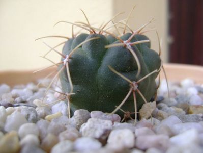 Gymnocalycium tillianum