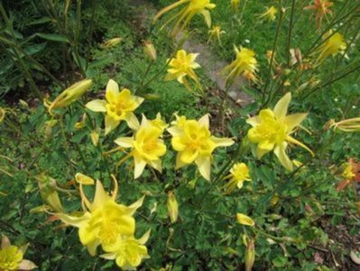 aquilegia-chrysantha-yellow-queen; dianadia, 6 ron
