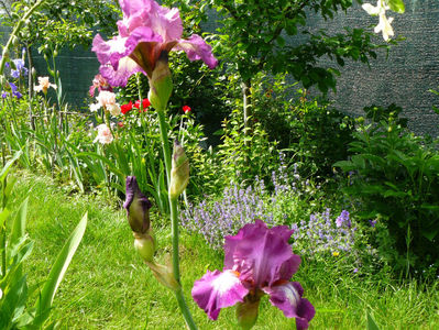 Wonderful world iris