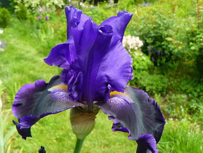 In to the Night iris