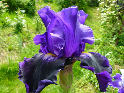 In to the Night iris