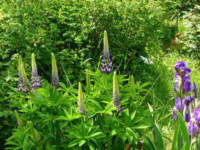 Lupin Violet and White