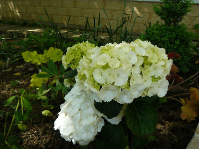 Hortensia macrophila white