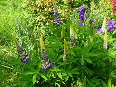 Lupin Violet and White