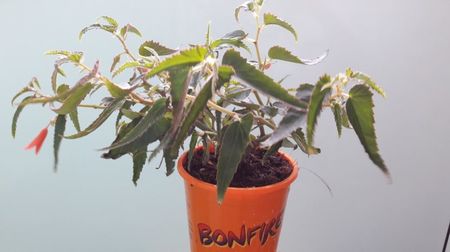 Begonia Bonfire