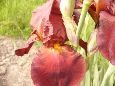 Iris Sultan,s Pallas