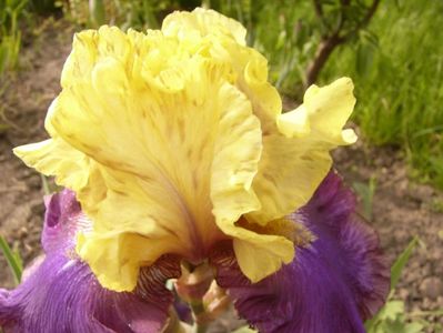 Iris Jurassic Park