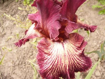 Iris Drama Queen