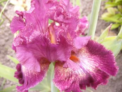 Iris Indiscret