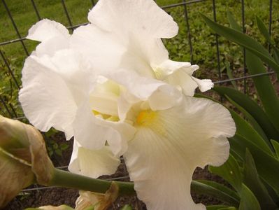 Iris Lacy Snowflake