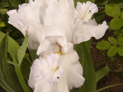 Iris Mesmerizer