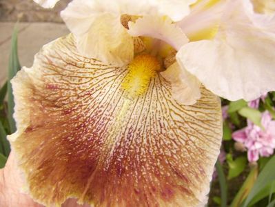 Iris Owyhee Desert